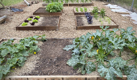 Build a bed for your vegies